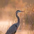 Great blue heron standing in shallow water among reeds at sunrise, mist rising behind it